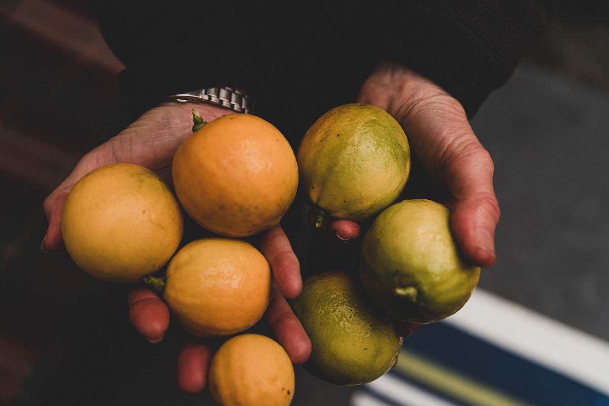 food person holding yellow fruits close-up photography fruit